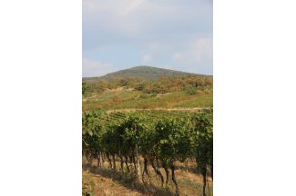 vino